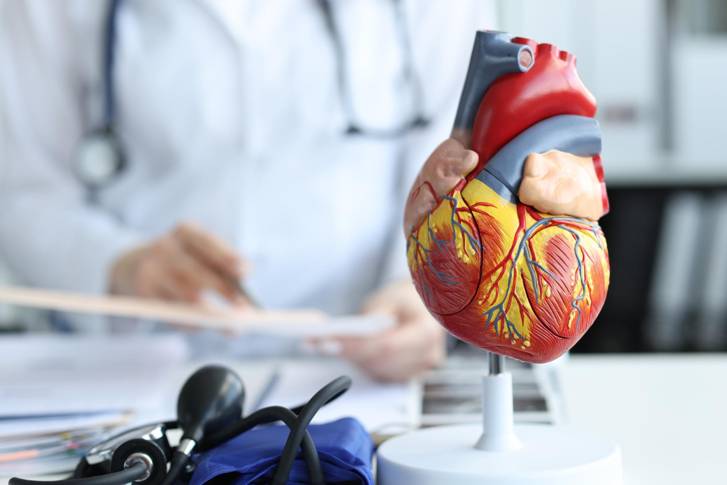 artificial-plastic-model-human-heart-standing-against-background-cardiologist-closeup